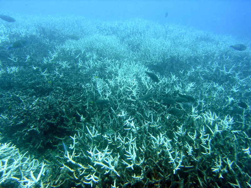 Illustration for article titled A Massive Bleaching Event is Threatening the World’s Coral Reefs